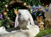 Beautiful French Lop Baby&rsquo;s