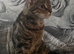 Stunning Bengal Mix 10month old Female