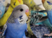 Budgies 2 months old