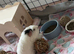 2 male guinea pigs 6 months old