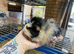Male guniea pig available