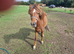 Chestnut welsh section a pony