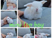 Mini lop babies available for reserve