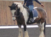 Super quality Irish cob mare