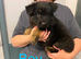 KC German shepherd puppies