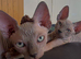Champion line Sphynx kittens