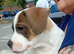 Dashound X jack Russell