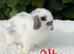 Pure bred mini lops