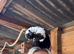 2 Polish Bantam Hens