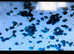Mobile dog / cat pregnancy ultrasound scans, cytology and microchipping