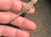 Gargoyle Geckos For Sale