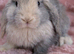 Mini lop boys