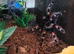 Mexican Red knee + complete set up.