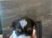 4 Pure Biewer Terrier for sale
