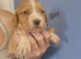 Cocker spaniel puppies for sale.