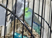 Baby parrotlets Glasgow