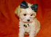 XXXS Gorgeous F1 Maltese X Tiny Toy Poodle F1 Maltipoo Cream & Apricot Parti Colour Puppy