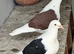 Saddle bar pigeons breedr pairs
