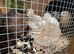 Coturnix Quail hatching eggs
