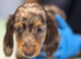 Dachshund miniature long haired