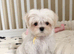 KC Korean line toy/mini maltese puppies