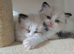 Stunning Bi-colour Ragdolls.
