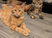 Maine coon kittens