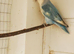 Lovebird for sale
