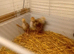Rhode island red chicks