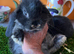Mini lop pure. Bred