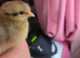 Day old chick