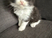 Kitten for sale