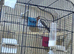 1 mail red cardinal for sale 2026