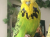Pair of Tame exhibition budgies
