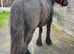 Registered dales yearling filly