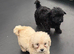 Maltipoo puppies