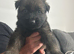 5 long hair German Shepard puppies 4 weeks and 2 days old