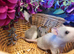 Beautiful Fancy rats