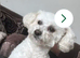 Poochon