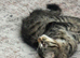 1 male kitten left