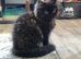 Beautiful Female Persian x Ragdoll Kitten