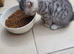 Scottish fold kittens