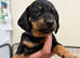 Dachshund puppies READY NOW
