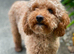 Stud - toy poodle