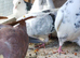Tippler pigeons for sale
