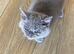 Lovely British shorthair boy