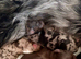 Stunning Yorkshire Terriers puppies