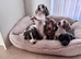 Miniature dachshund