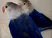 Love birds