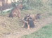 10 weeks old German shepherds